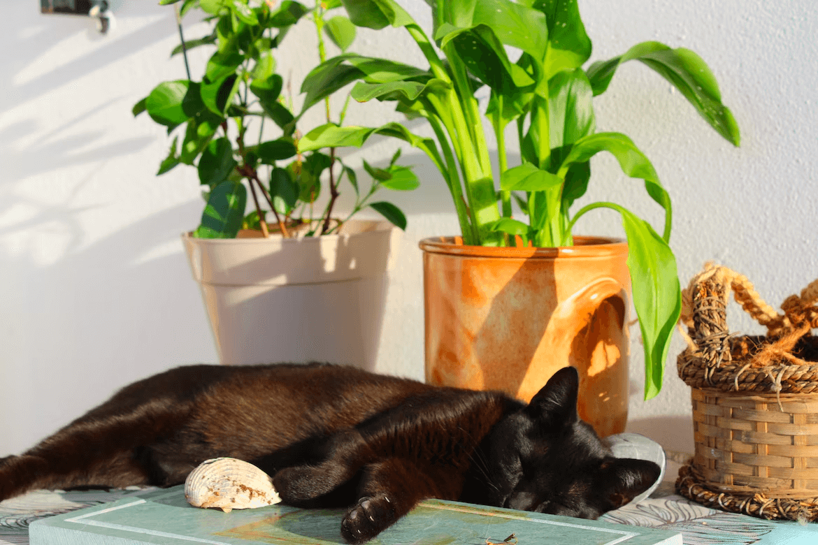 Black cat lying in front of pot plants