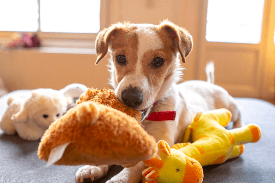 Jack Russel puppy chewing a dog toy